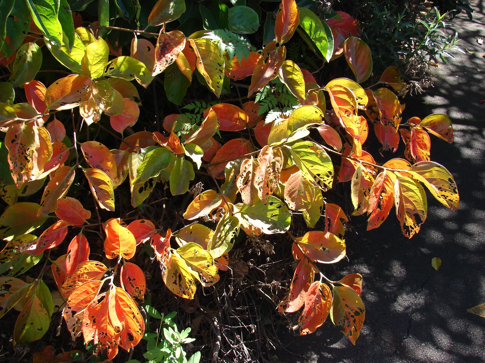 Persimmon (Diospyros Kaki) — is a deciduous tree celebrated for its vibrant autumn foliage and sweet; it can stand at an impressive height of 20 to 30 feet