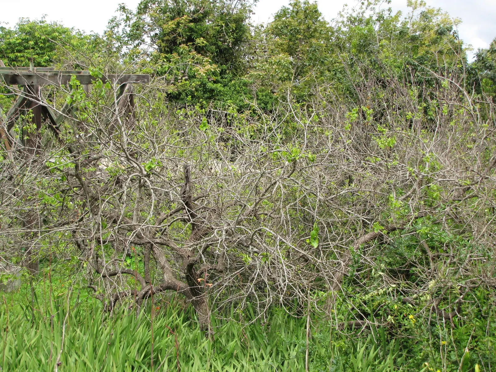 Persimmon (Diospyros Kaki) — Persimmons are hardy in USDA zones 7 through 10