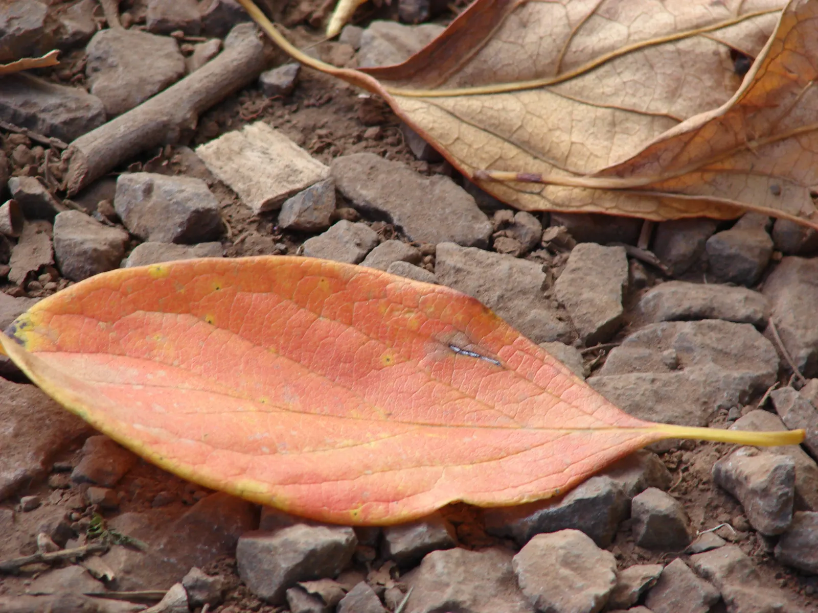 Persimmon (Diospyros Kaki) — It is crucial to ensure adequate irrigation during the establishment period