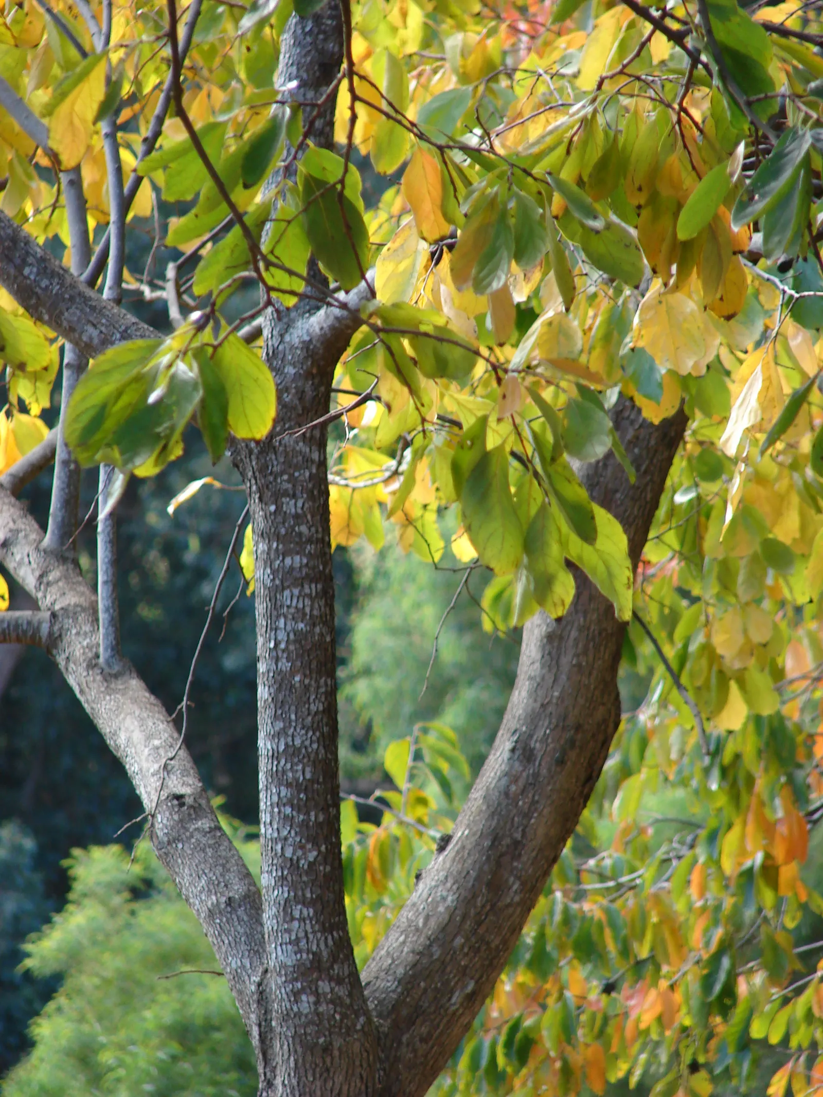 Persimmon (Diospyros Kaki) — offering year-round interest with glossy leaves; glossy green leaves that can grow up to 7 inches long