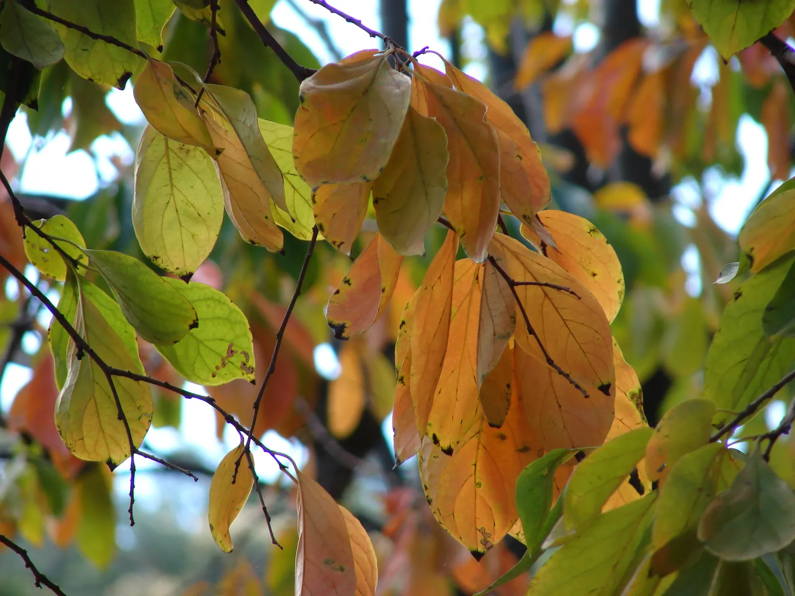 Persimmon (Diospyros Kaki) — The tree prefers well-drained soils and full sun exposure; but they also attract an assembly of wildlife