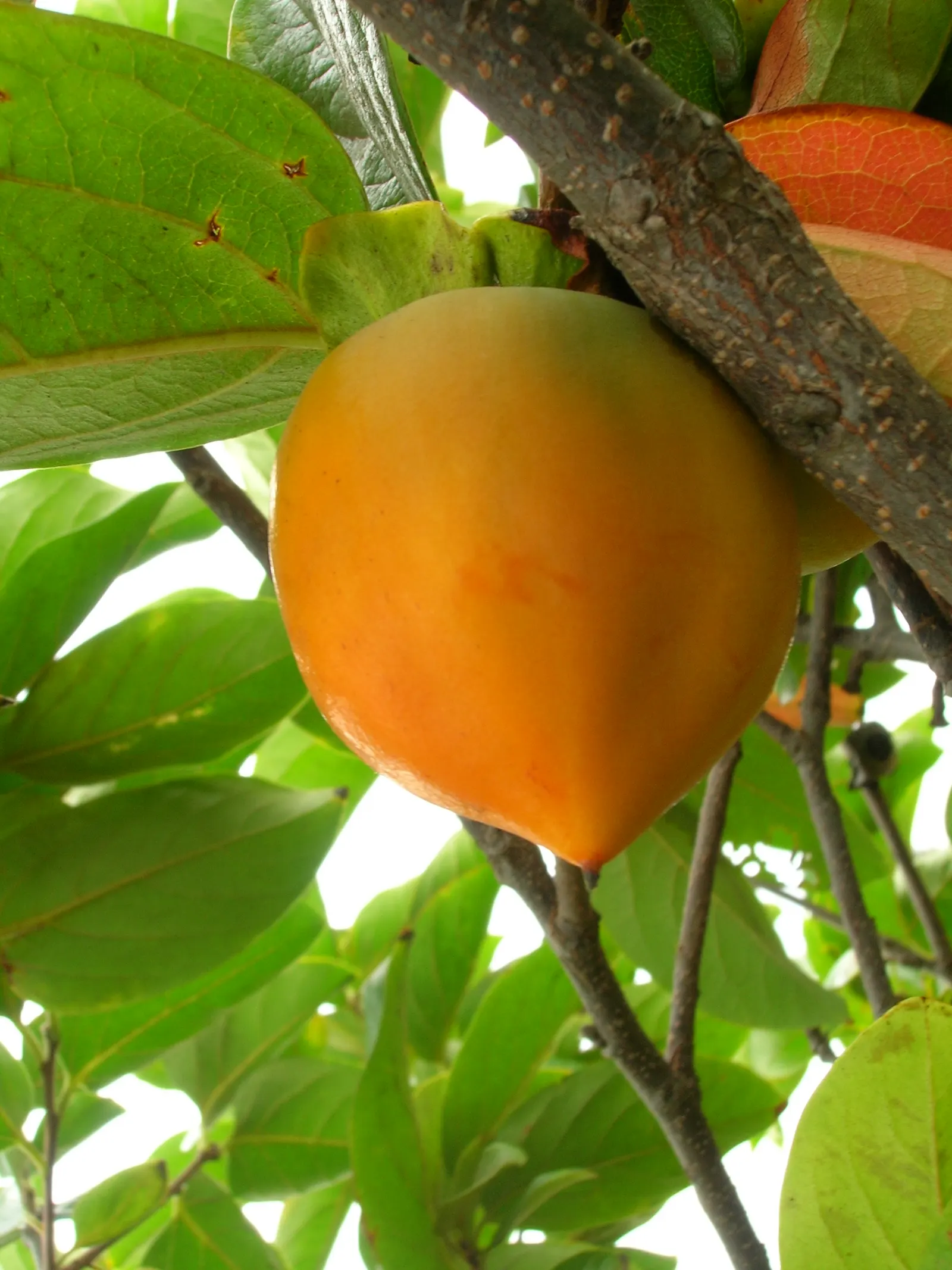 Persimmon (Diospyros Kaki) — and persistent fruits that attract wildlife; brightly-hued orbs hang like ornaments amid the branches, image 61