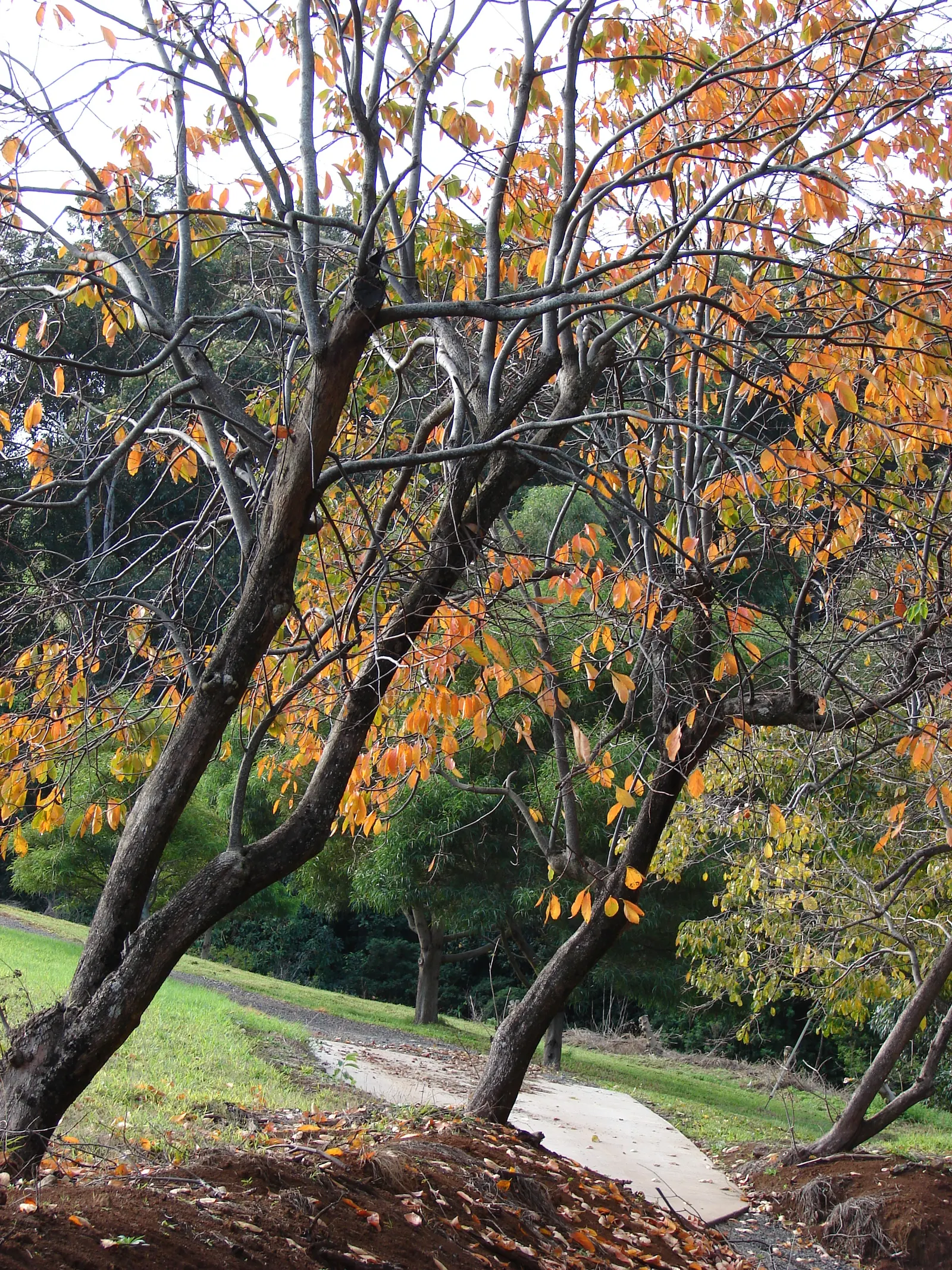 Persimmon (Diospyros Kaki) — It typically reaches 20-30 feet in height, with a similar spread; which range from 1 to 6 inches in diameter
