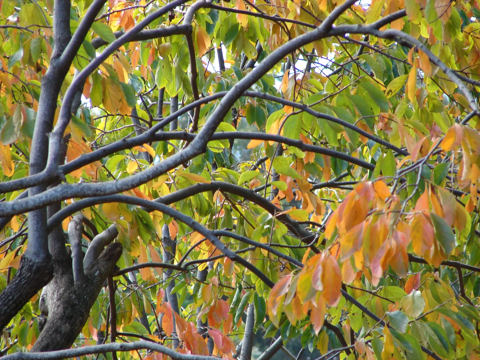 Persimmon (Diospyros Kaki) — and persistent fruits that attract wildlife; brightly-hued orbs hang like ornaments amid the branches