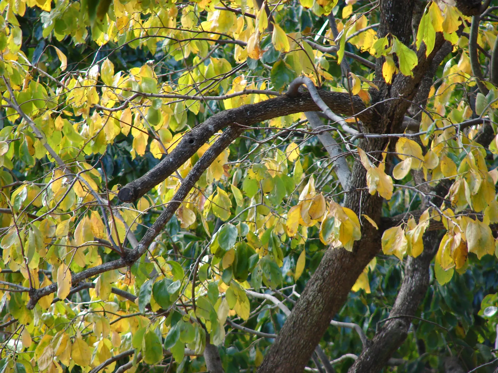 Persimmon (Diospyros Kaki) — Persimmons are hardy in USDA zones 7 through 10, image 32
