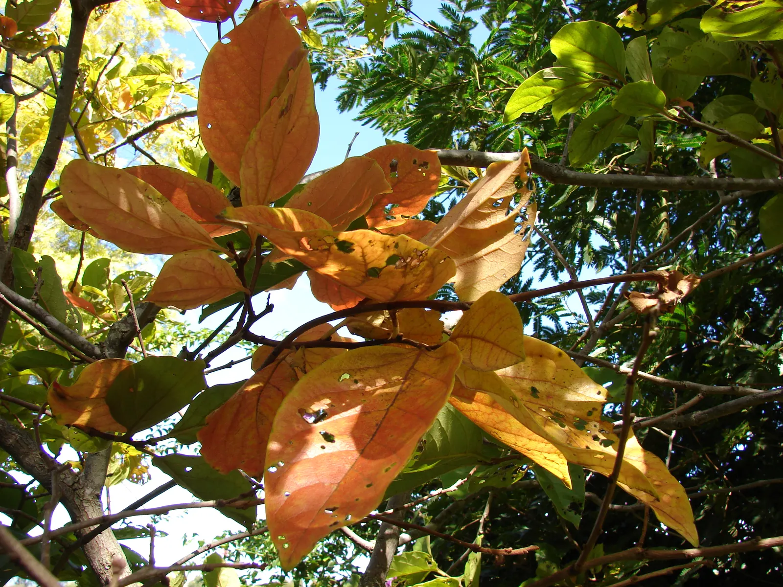 Persimmon (Diospyros Kaki) — scientifically known as Diospyros kaki; offering year-round interest with glossy leaves, image 63