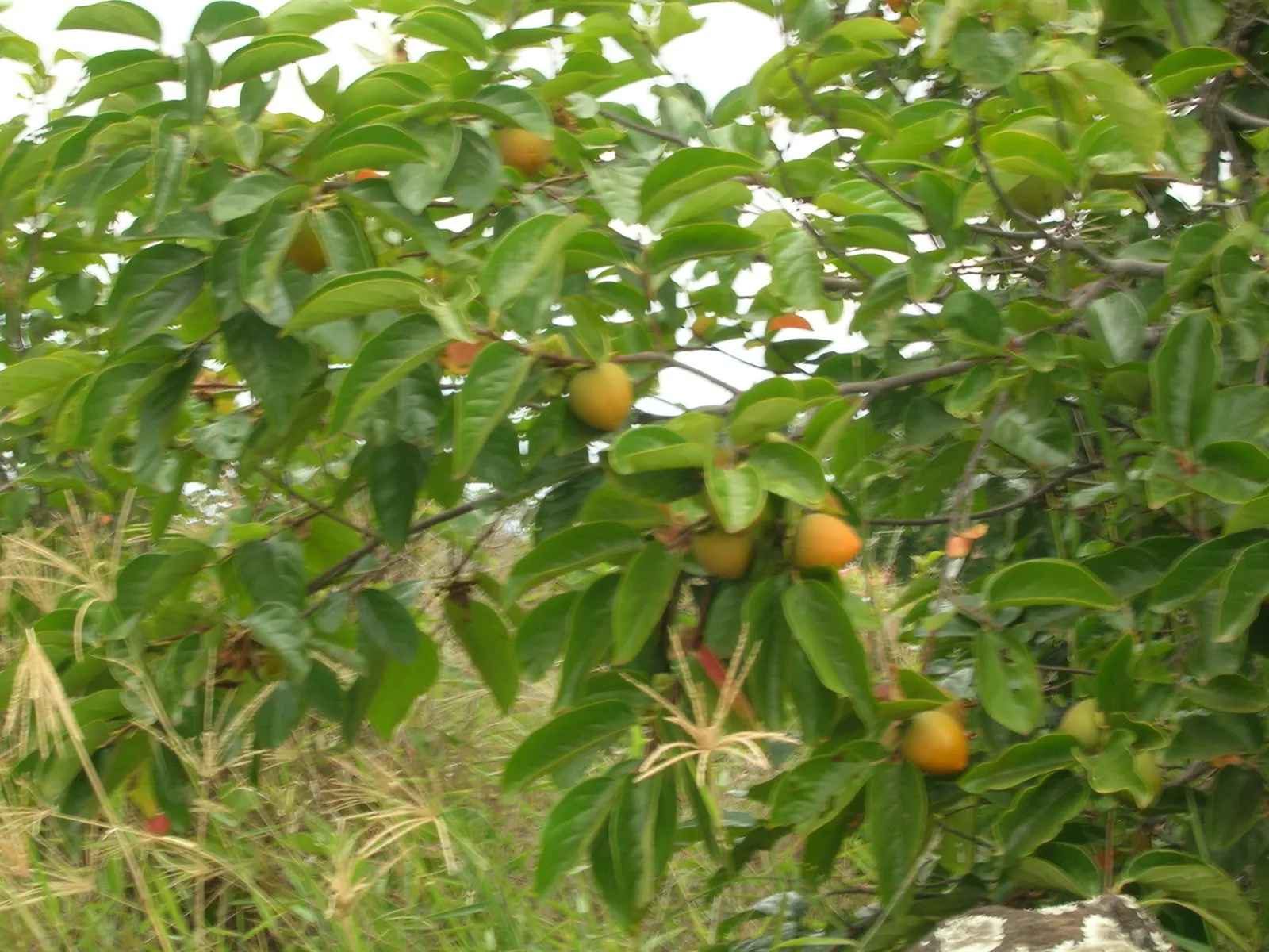 Persimmon (Diospyros Kaki) — scientifically known as Diospyros kaki