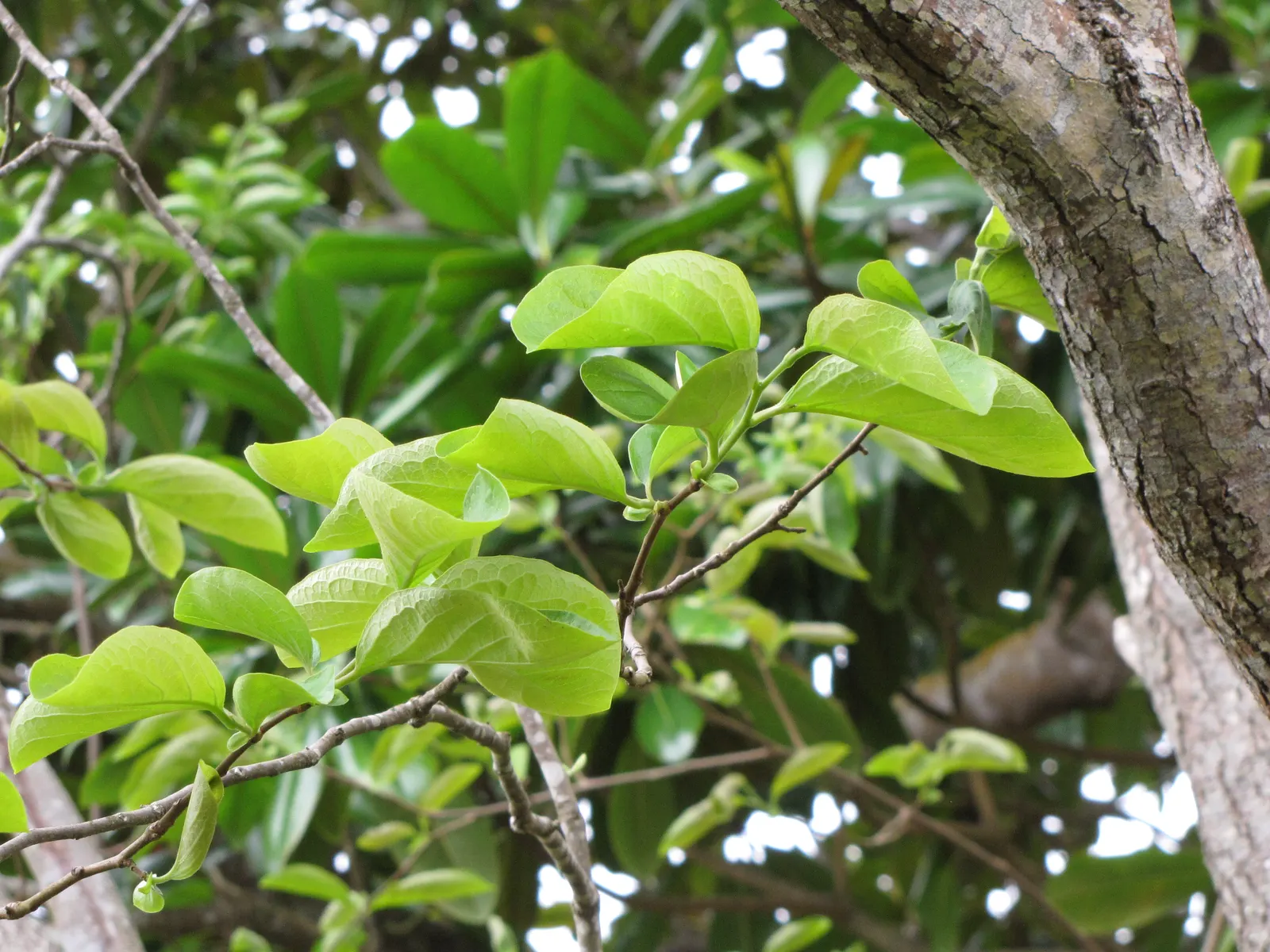 Persimmon (Diospyros Kaki) — Ideal for focal points in diverse landscape designs; enriching the ecosystem of their garden, image 62