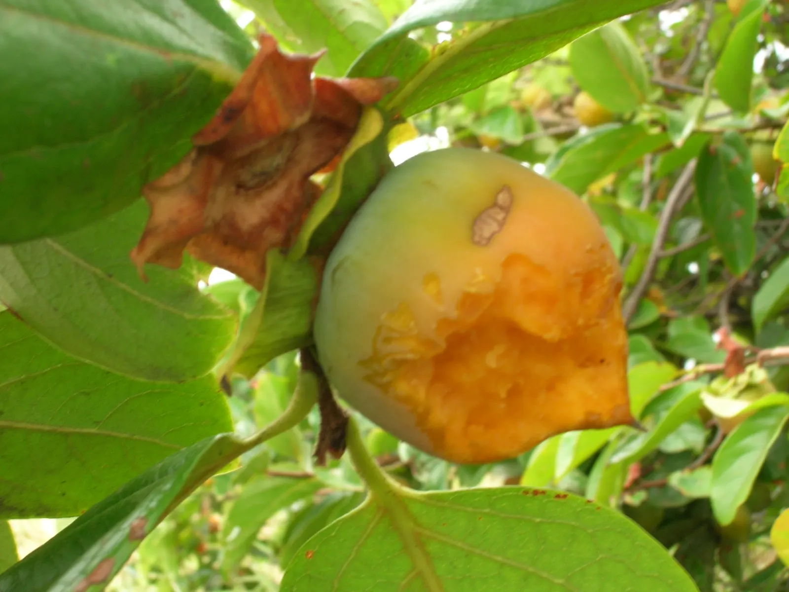 Persimmon (Diospyros Kaki) — offering year-round interest with glossy leaves; glossy green leaves that can grow up to 7 inches long, image 60