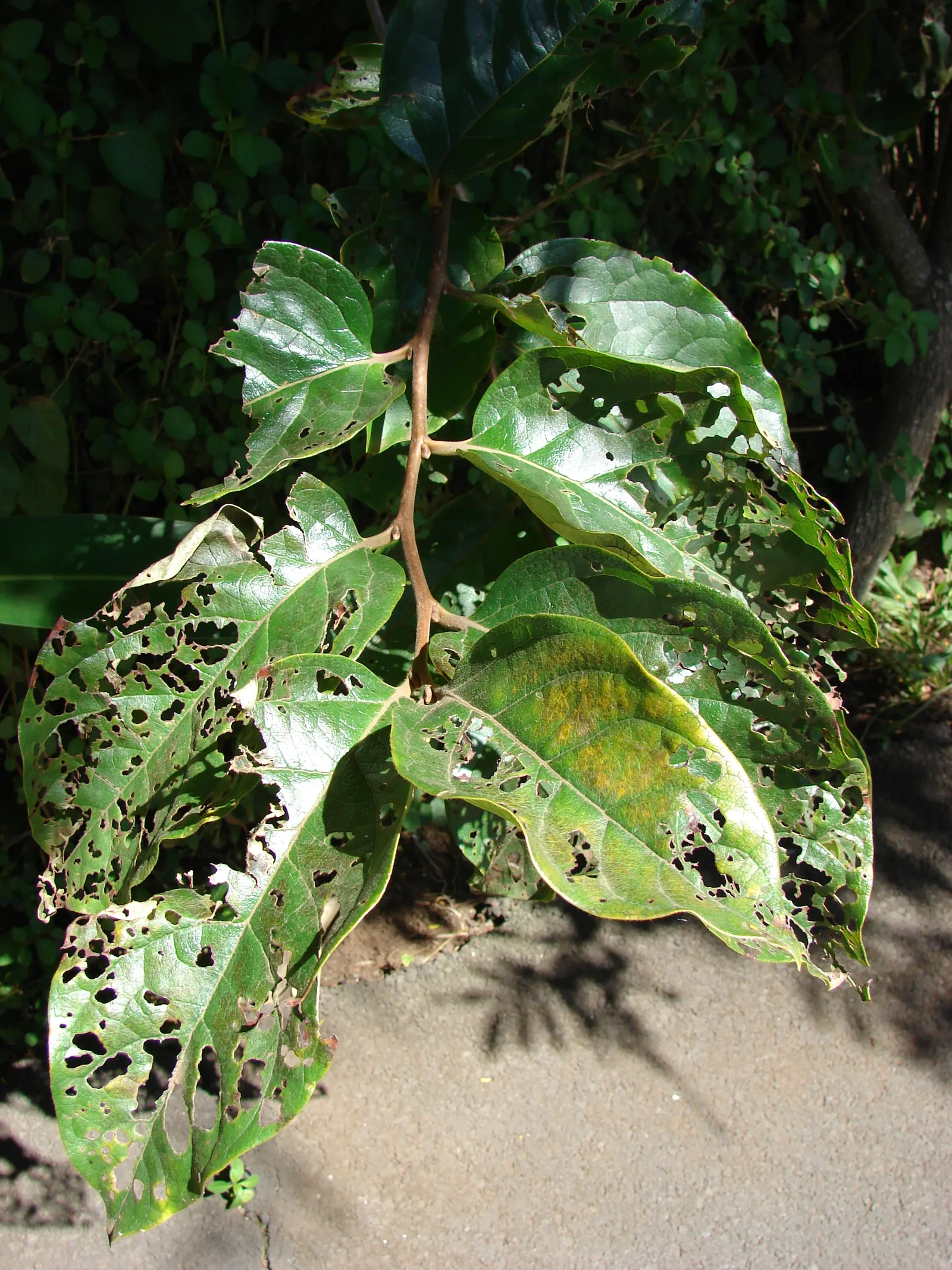 Persimmon (Diospyros Kaki) — boasts a distinguished presence in any garden landscape; the Persimmon tree offers a robust display of foliage from, image 64