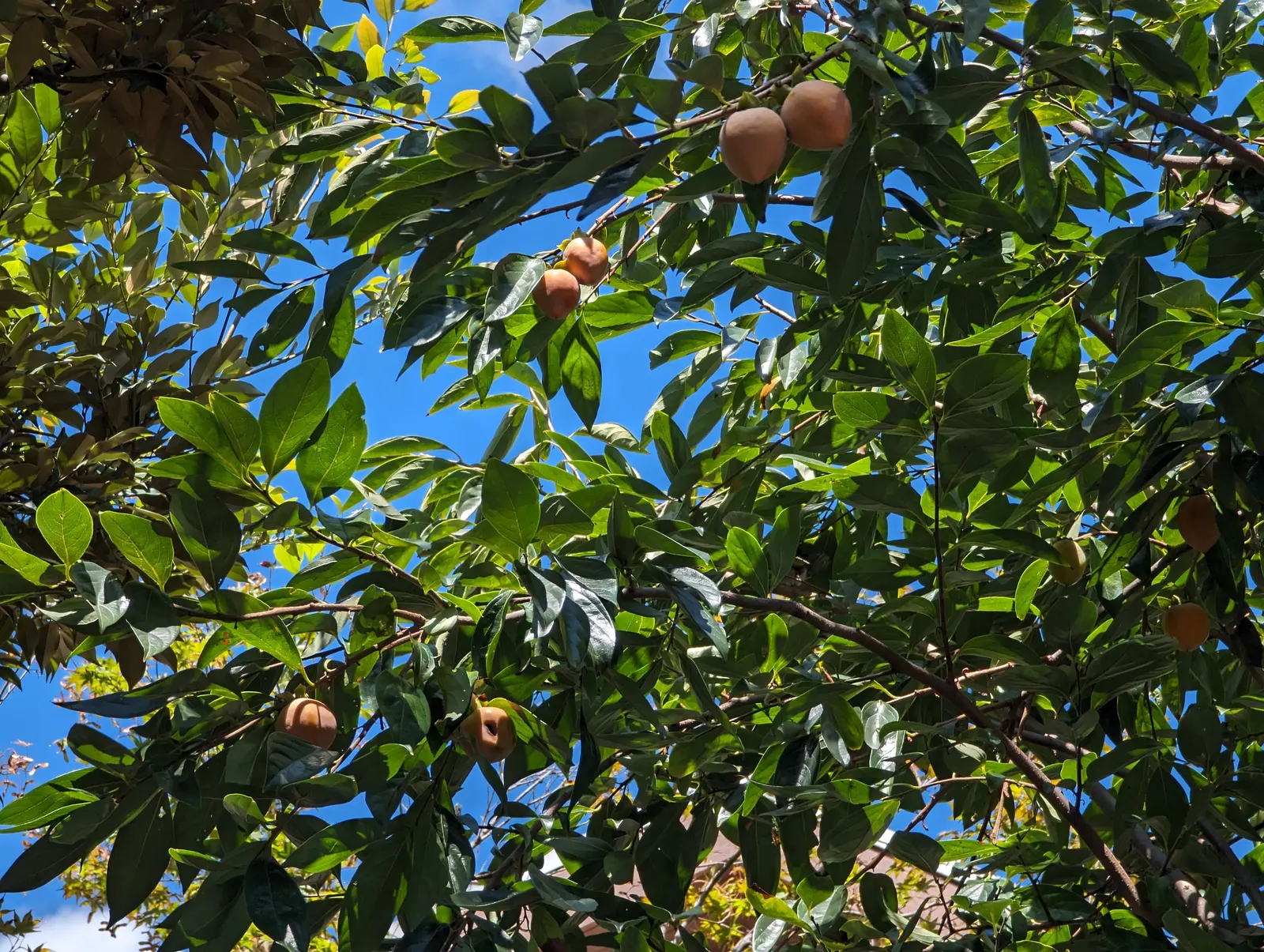 Persimmon (Diospyros Kaki) — commonly known as Persimmon; the tree prefers well-drained soils and full sun exposure