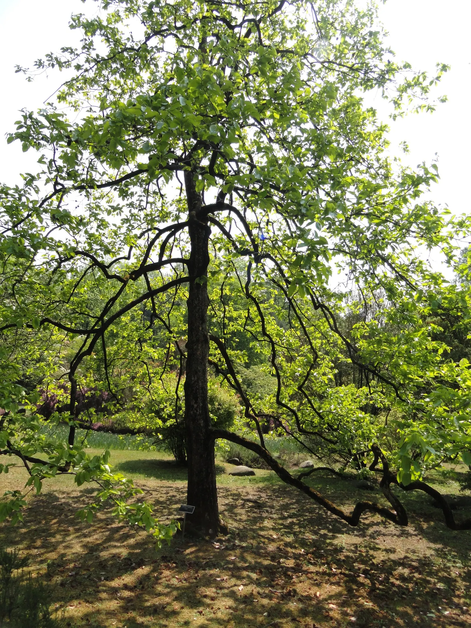 Persimmon (Diospyros Kaki) — and persistent fruits that attract wildlife