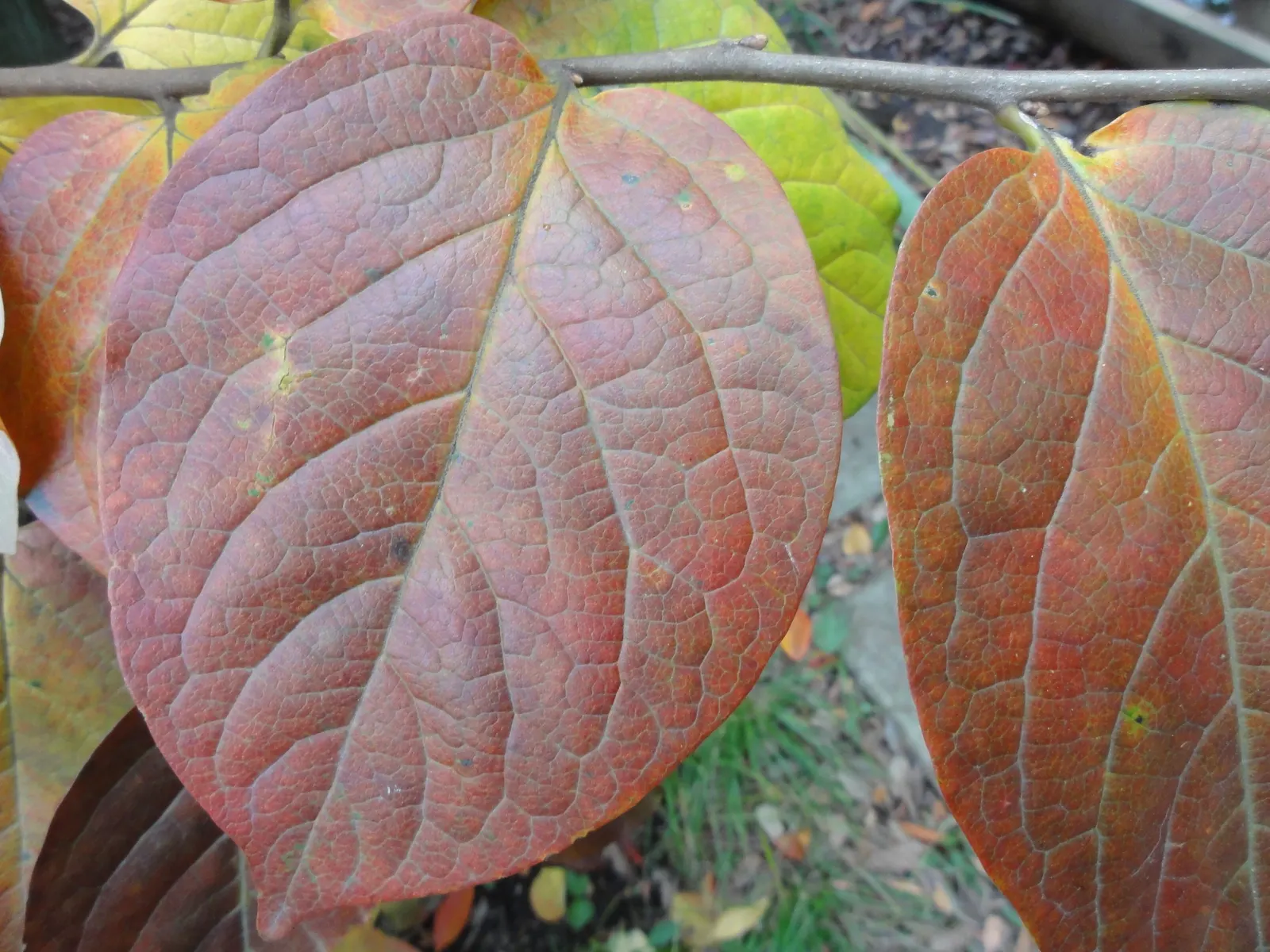 Persimmon (Diospyros Kaki) — boasts a distinguished presence in any garden landscape
