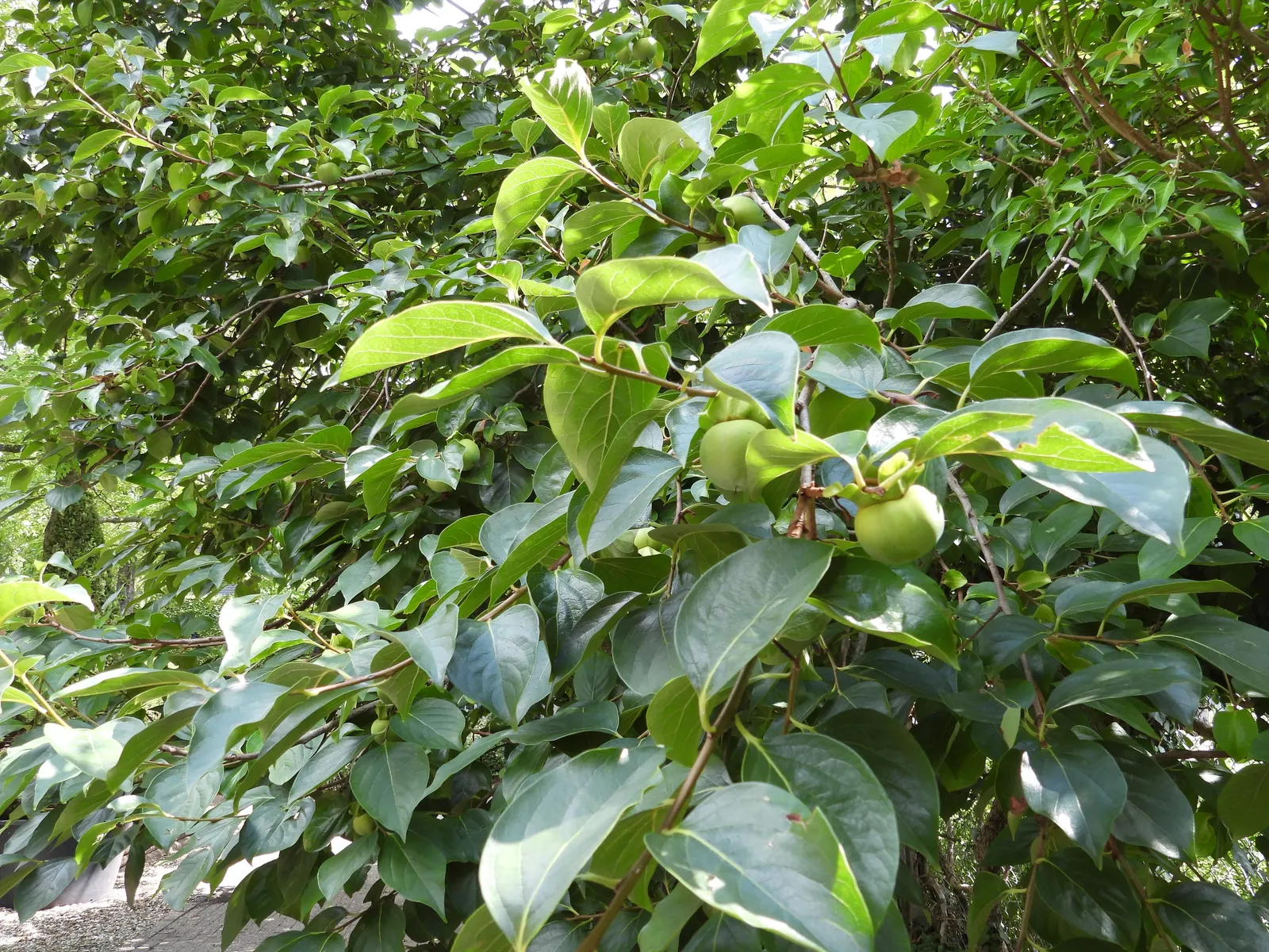 Persimmon (Diospyros Kaki) — Ideal for focal points in diverse landscape designs; enriching the ecosystem of their garden