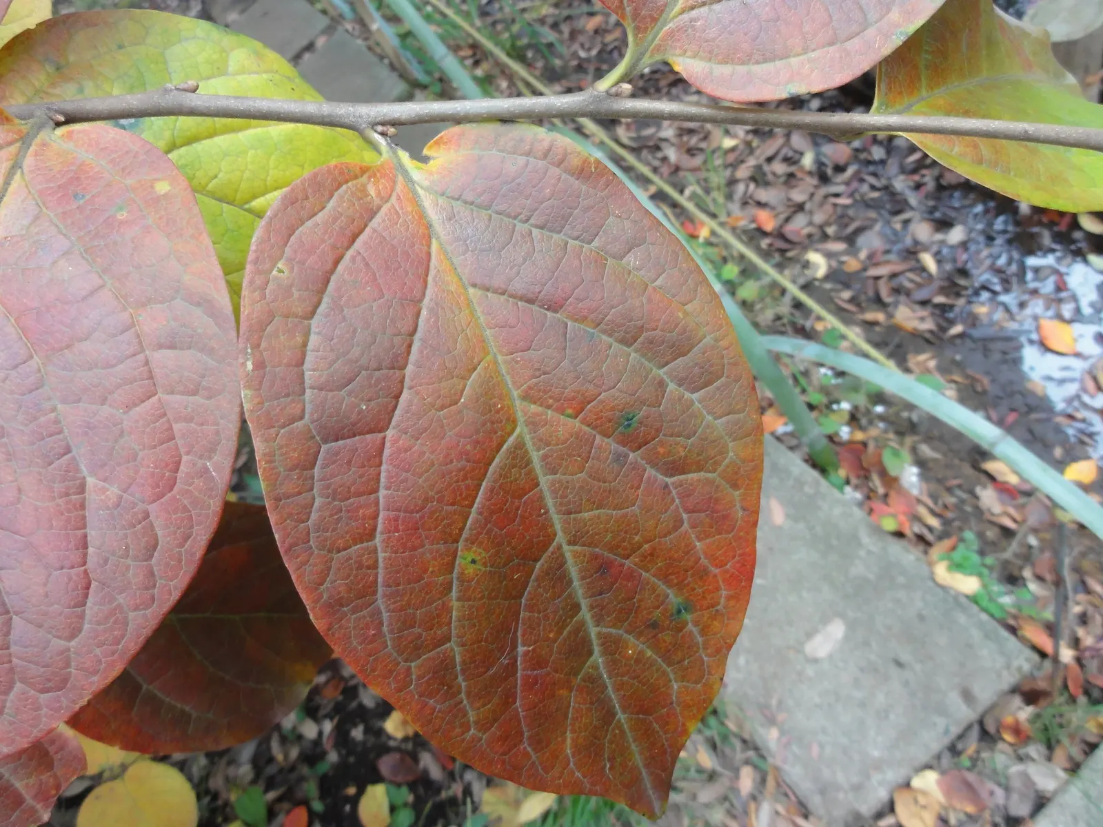 Persimmon (Diospyros Kaki) — providing a stunning visual interest
