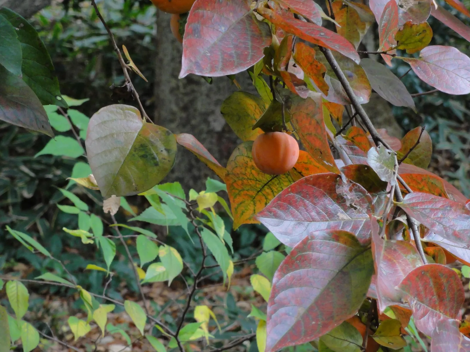 Persimmon (Diospyros Kaki) — offering year-round interest with glossy leaves