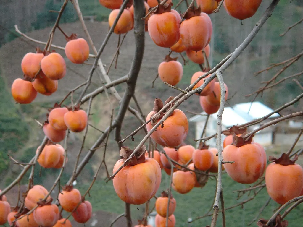 Persimmon (Diospyros Kaki) — scientifically known as Diospyros kaki; offering year-round interest with glossy leaves