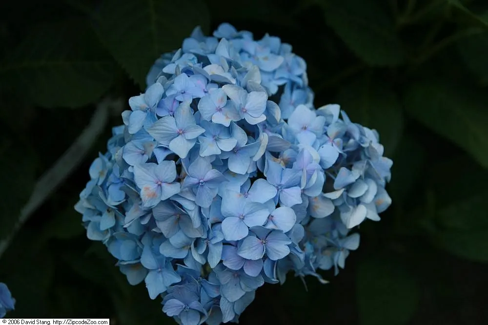 Nikko Blue Hydrangea (Hydrangea Macrophylla 'Nikko Blue') — is an ornamental shrub that is a mainstay in many temperate gardens due to its large and vibrant