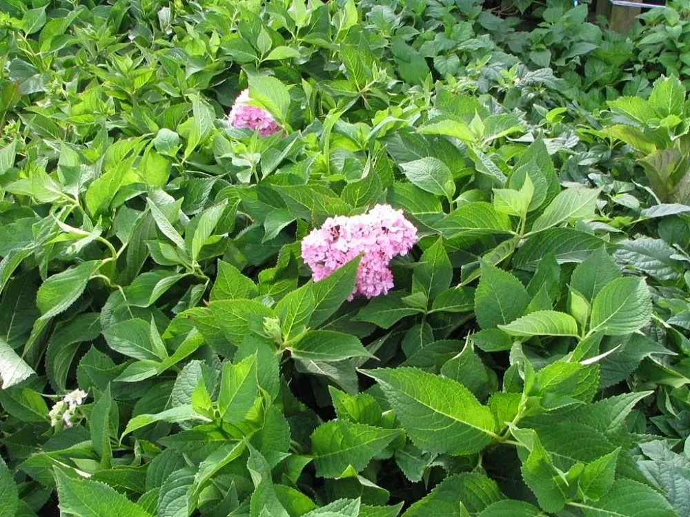 Nikko Blue Hydrangea (Hydrangea Macrophylla 'Nikko Blue') — making it a versatile choice for mixed borders