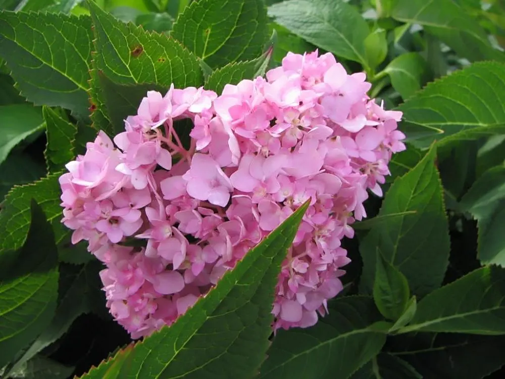 Nikko Blue Hydrangea (Hydrangea Macrophylla 'Nikko Blue') — This deciduous shrub typically reaches a mature size of 4 to 6 feet in height and spread