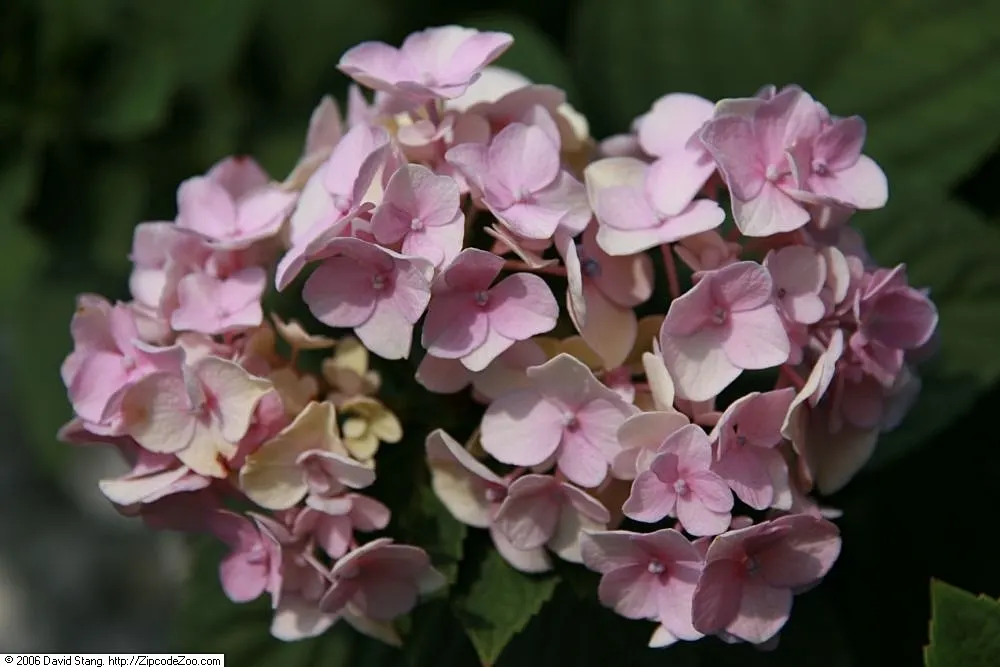 Nikko Blue Hydrangea (Hydrangea Macrophylla 'Nikko Blue') — 'Nikko Blue' Hydrangea boasts large, vibrant blue mophead blossoms that thrive in acidic soils