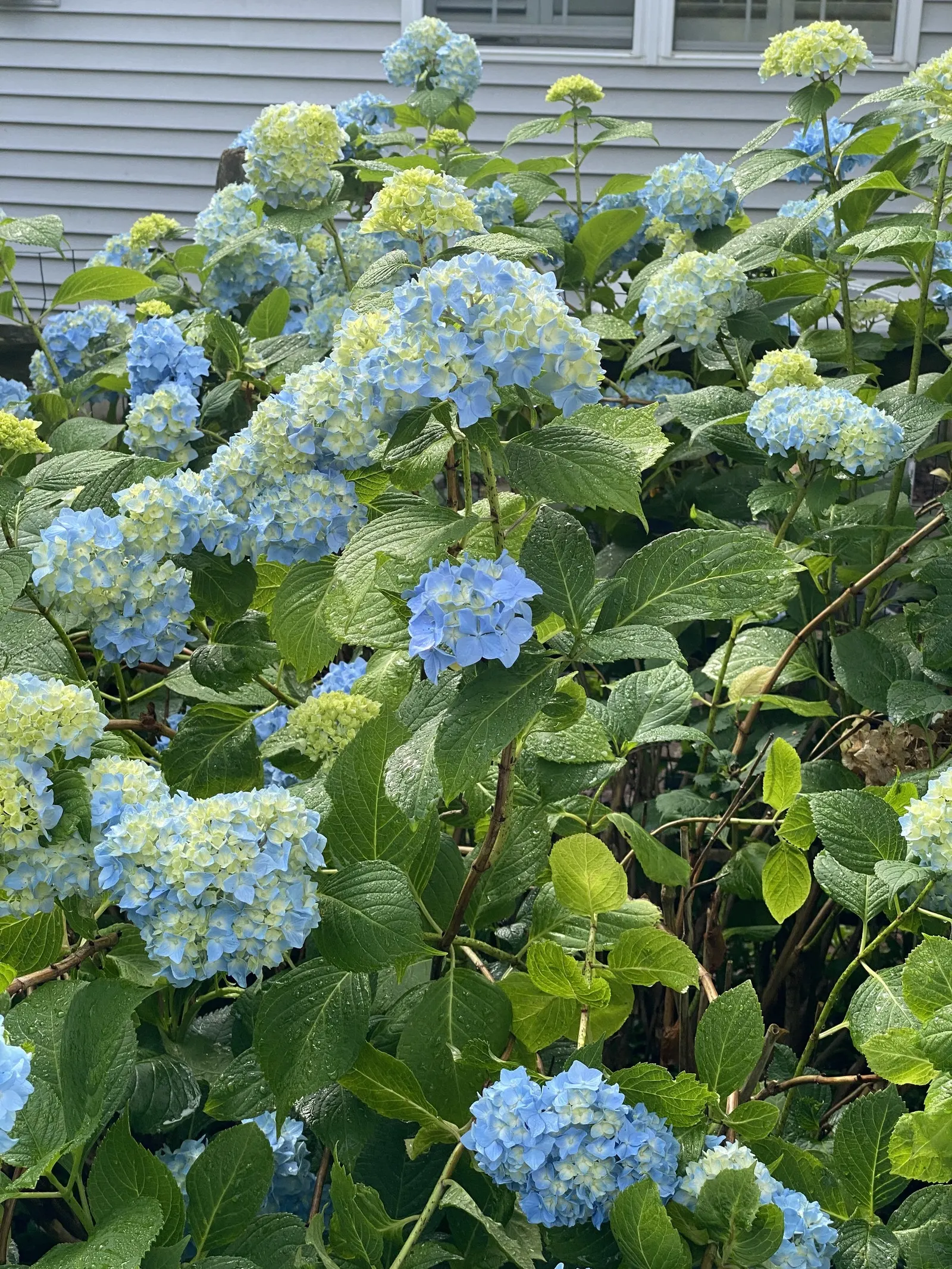 Nikko Blue Hydrangea (Hydrangea Macrophylla 'Nikko Blue') — Nikko Blue Hydrangea offers ease of cultivation