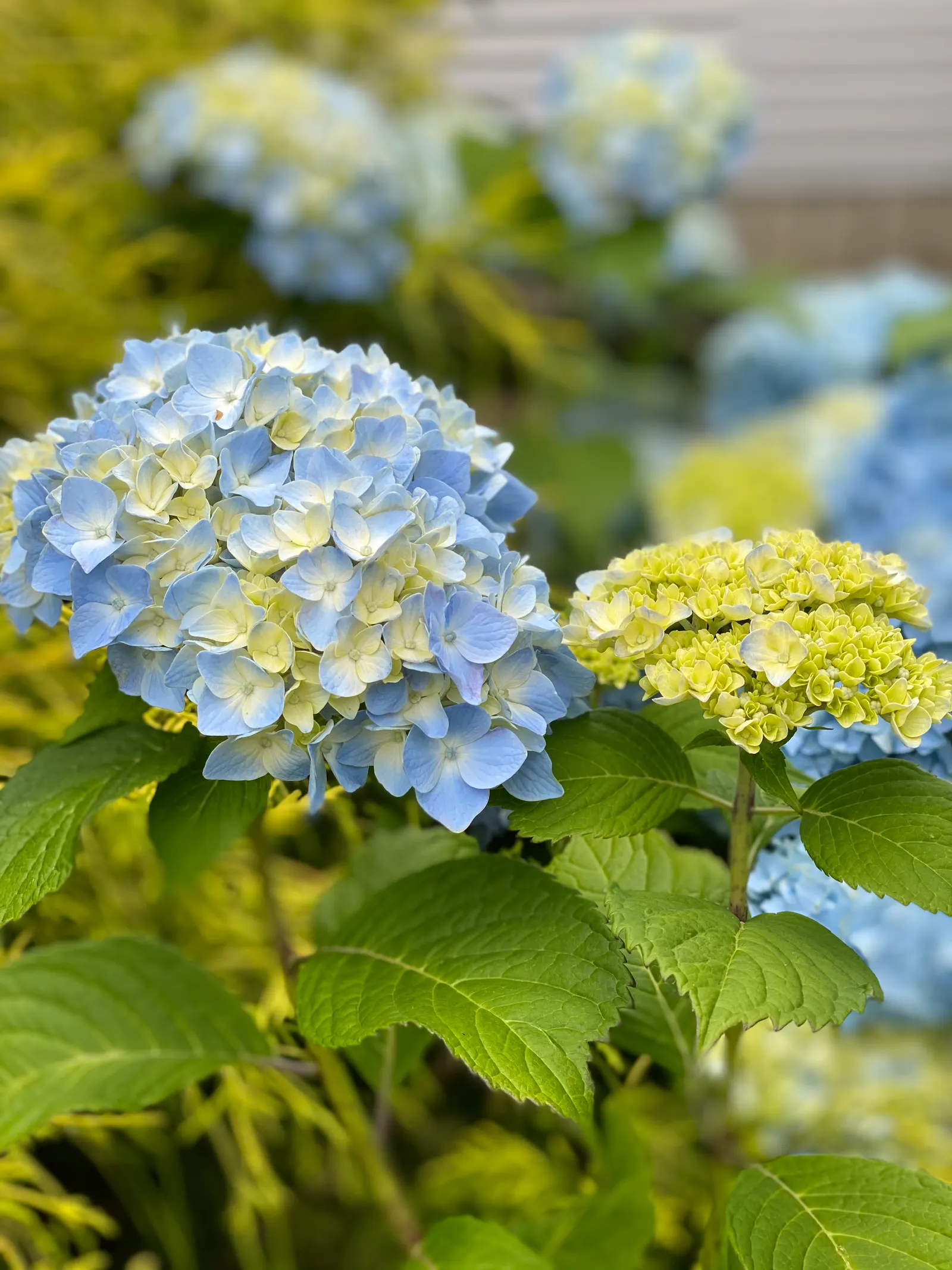 Nikko Blue Hydrangea (Hydrangea Macrophylla 'Nikko Blue') — This variety adds a lush, cool-toned accent to any shaded garden area or border
