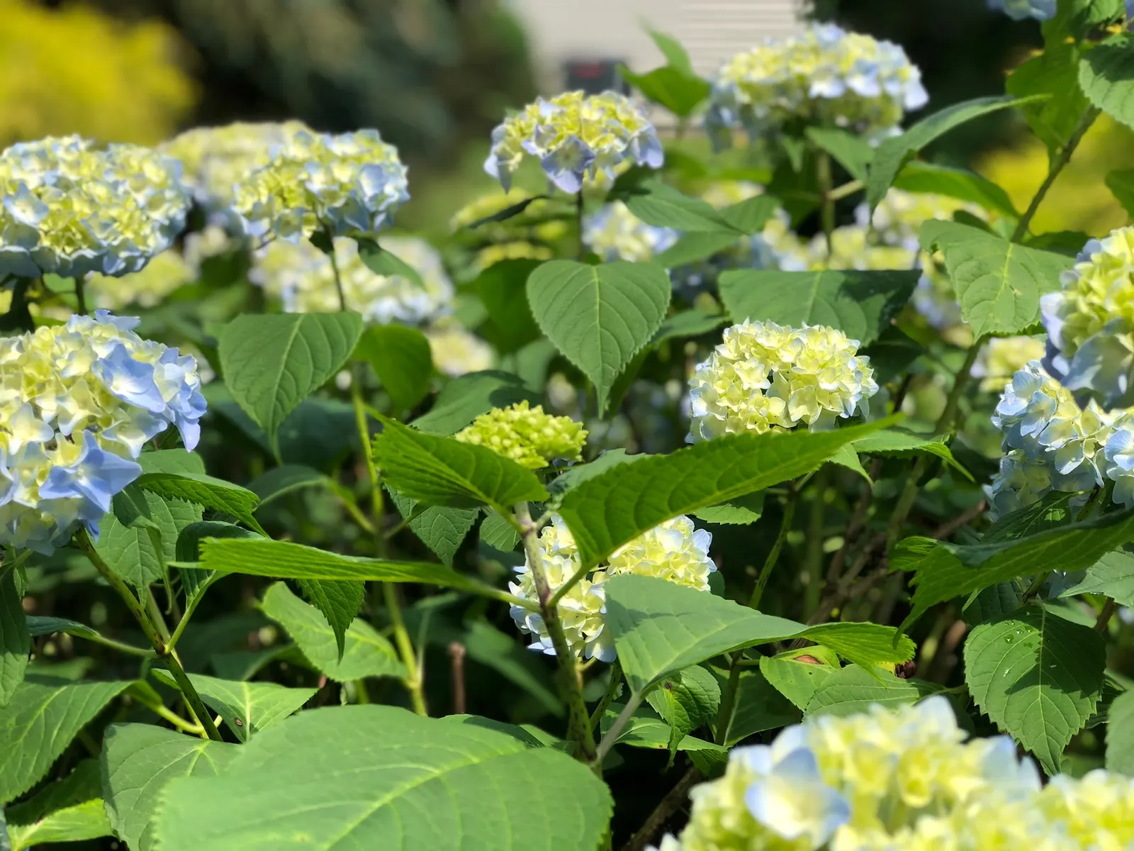 Nikko Blue Hydrangea (Hydrangea Macrophylla 'Nikko Blue') — the blooms emerge a striking blue color in acidic soils (pH below 6)