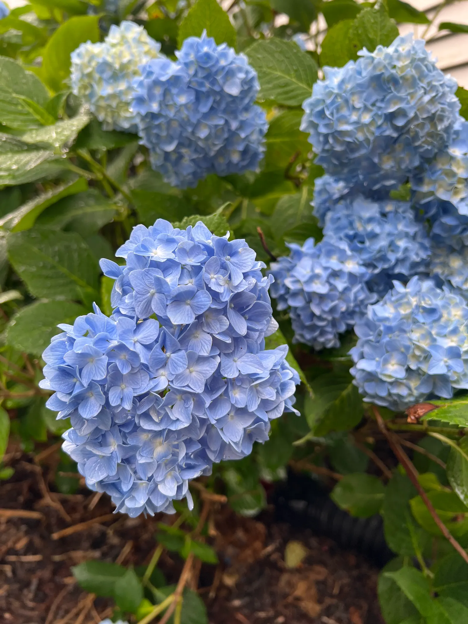 Nikko Blue Hydrangea (Hydrangea Macrophylla 'Nikko Blue') — The flowers make their impressive debut in early summer and can last through the warmer months