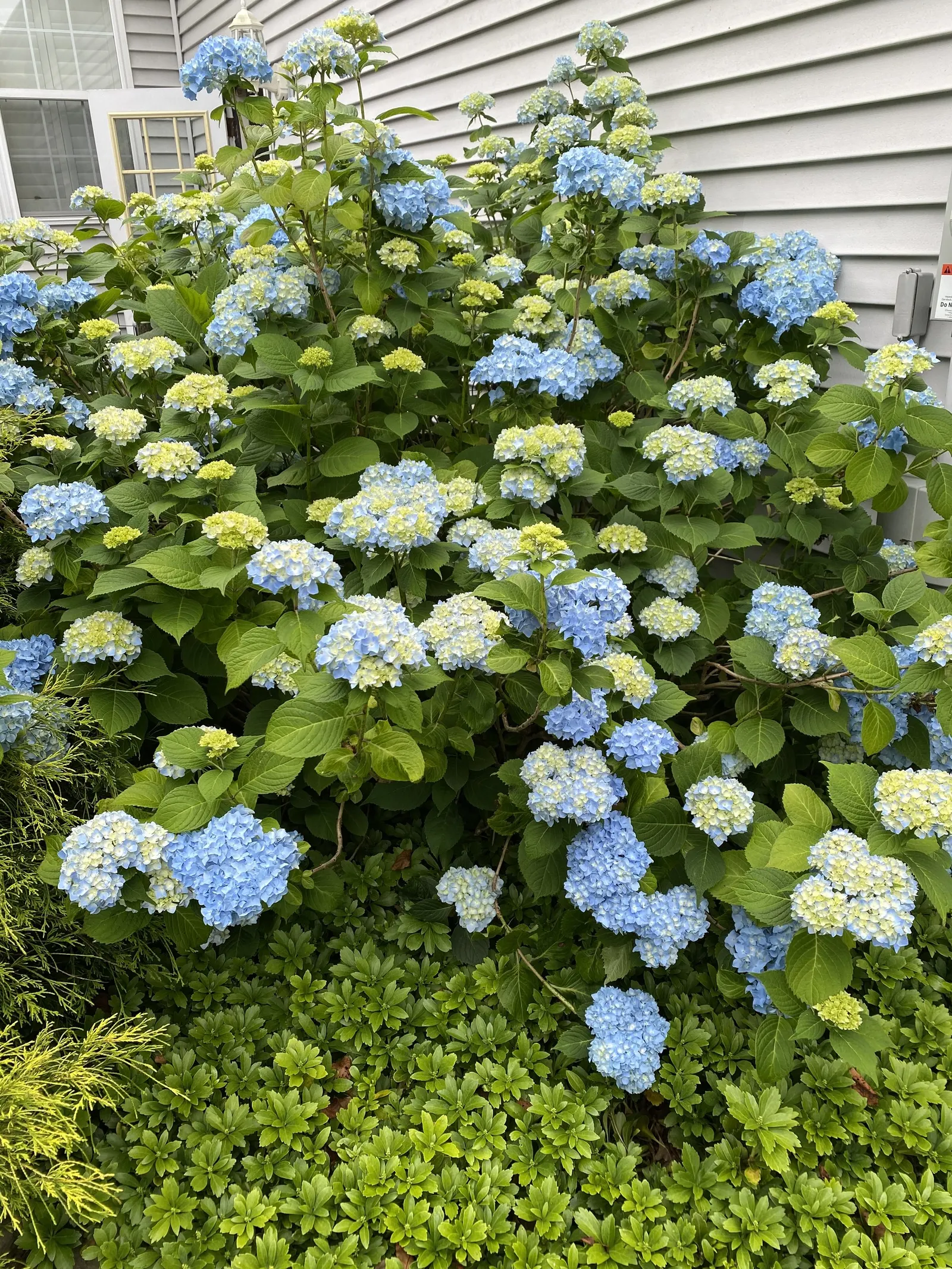Nikko Blue Hydrangea (Hydrangea Macrophylla 'Nikko Blue') — or they may exhibit a pinkish hue in more alkaline conditions