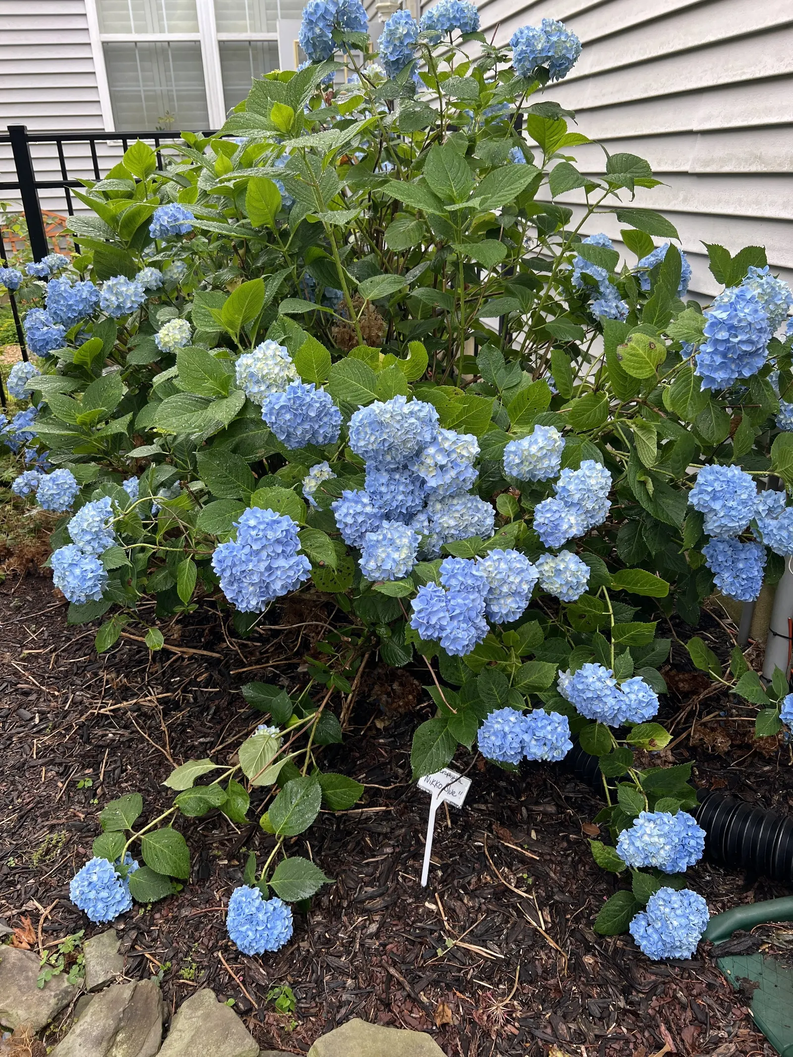 Nikko Blue Hydrangea (Hydrangea Macrophylla 'Nikko Blue') — The blooms emerge in late spring to early summer and carry on through fall, offering a long season