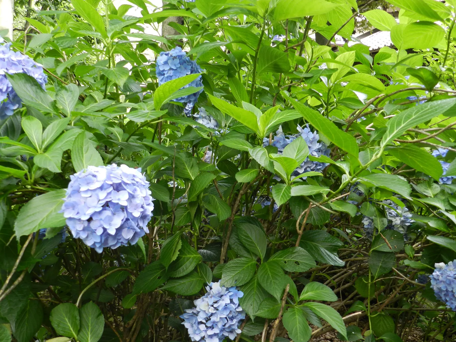 Nikko Blue Hydrangea (Hydrangea Macrophylla 'Nikko Blue') — providing a long season of visual interest.<br><br>Beyond its aesthetic charm