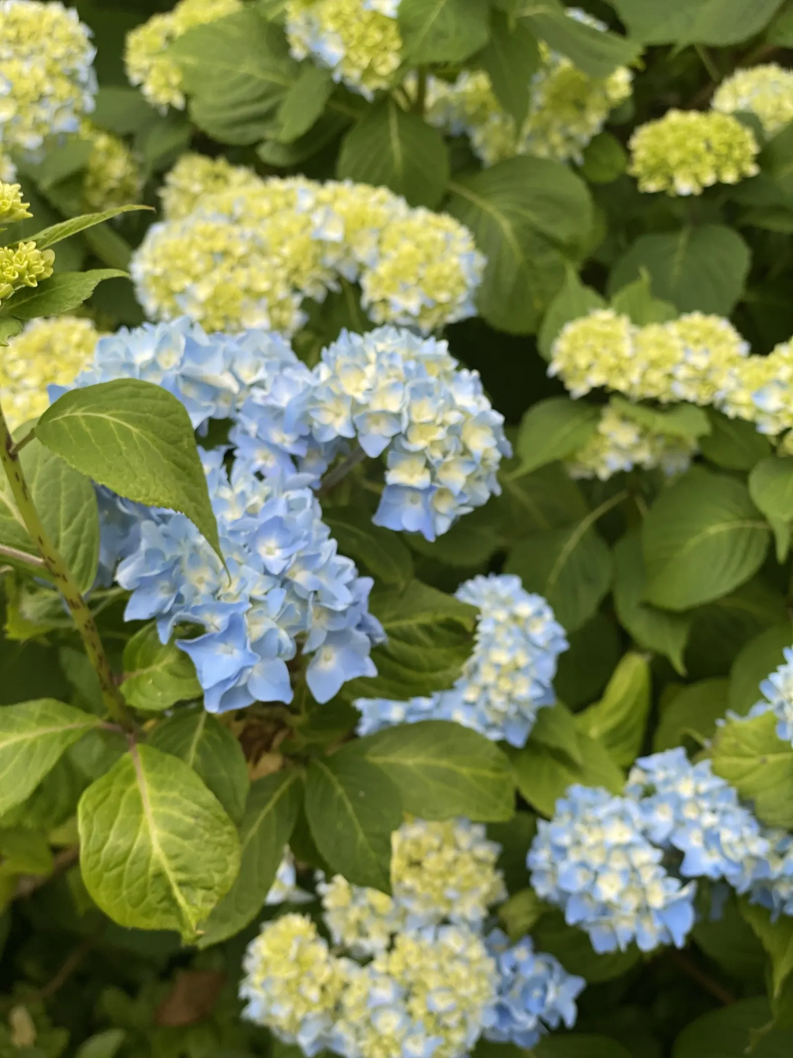 Nikko Blue Hydrangea (Hydrangea Macrophylla 'Nikko Blue') — Reaching up to 4 to 6 feet in height and spread, it prefers partial shade and well-drained soil