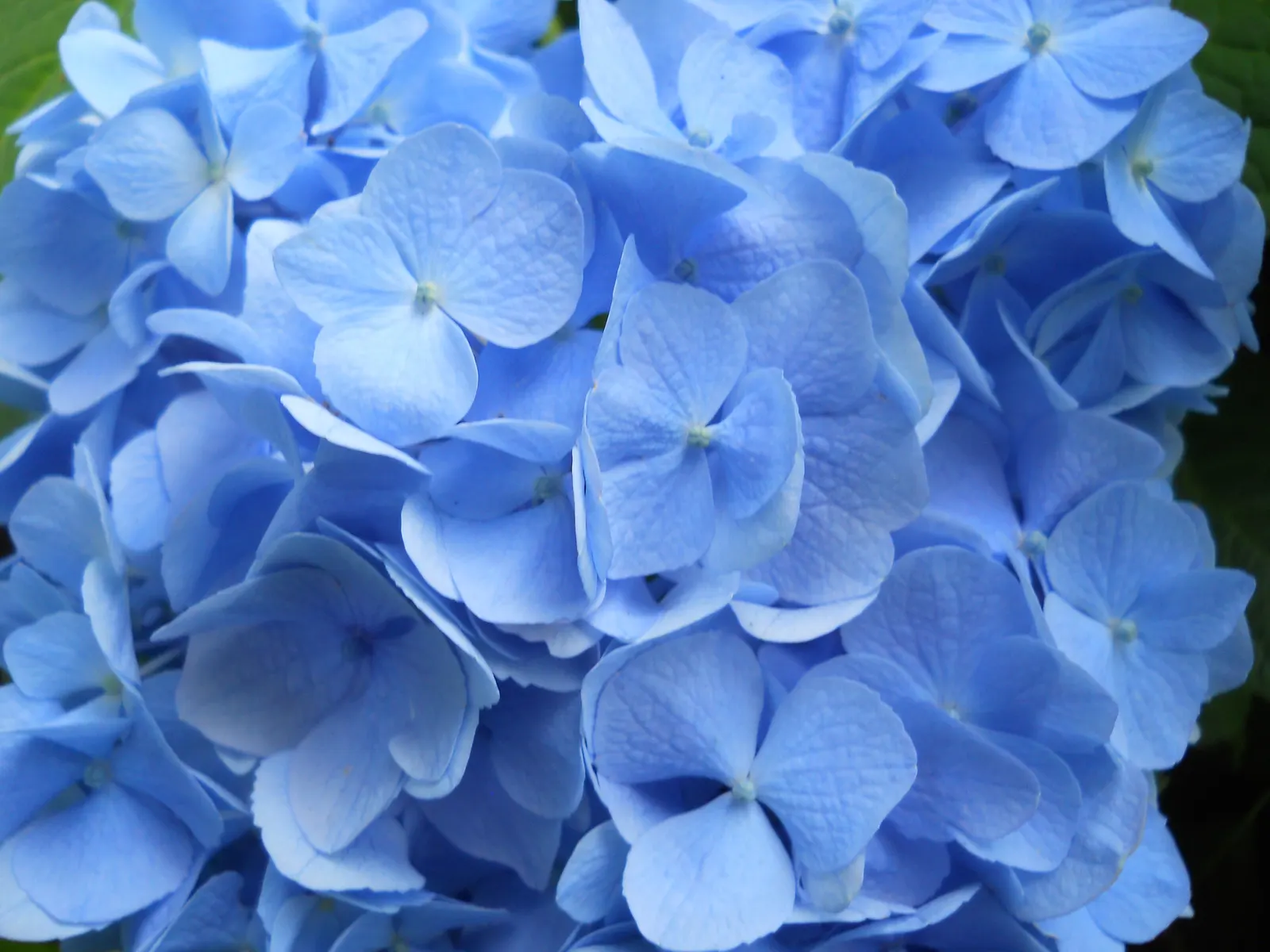 Nikko Blue Hydrangea (Hydrangea Macrophylla 'Nikko Blue') — or as a focal point in a garden vignette.<br><br>Characterized by its ball-shaped flower clusters