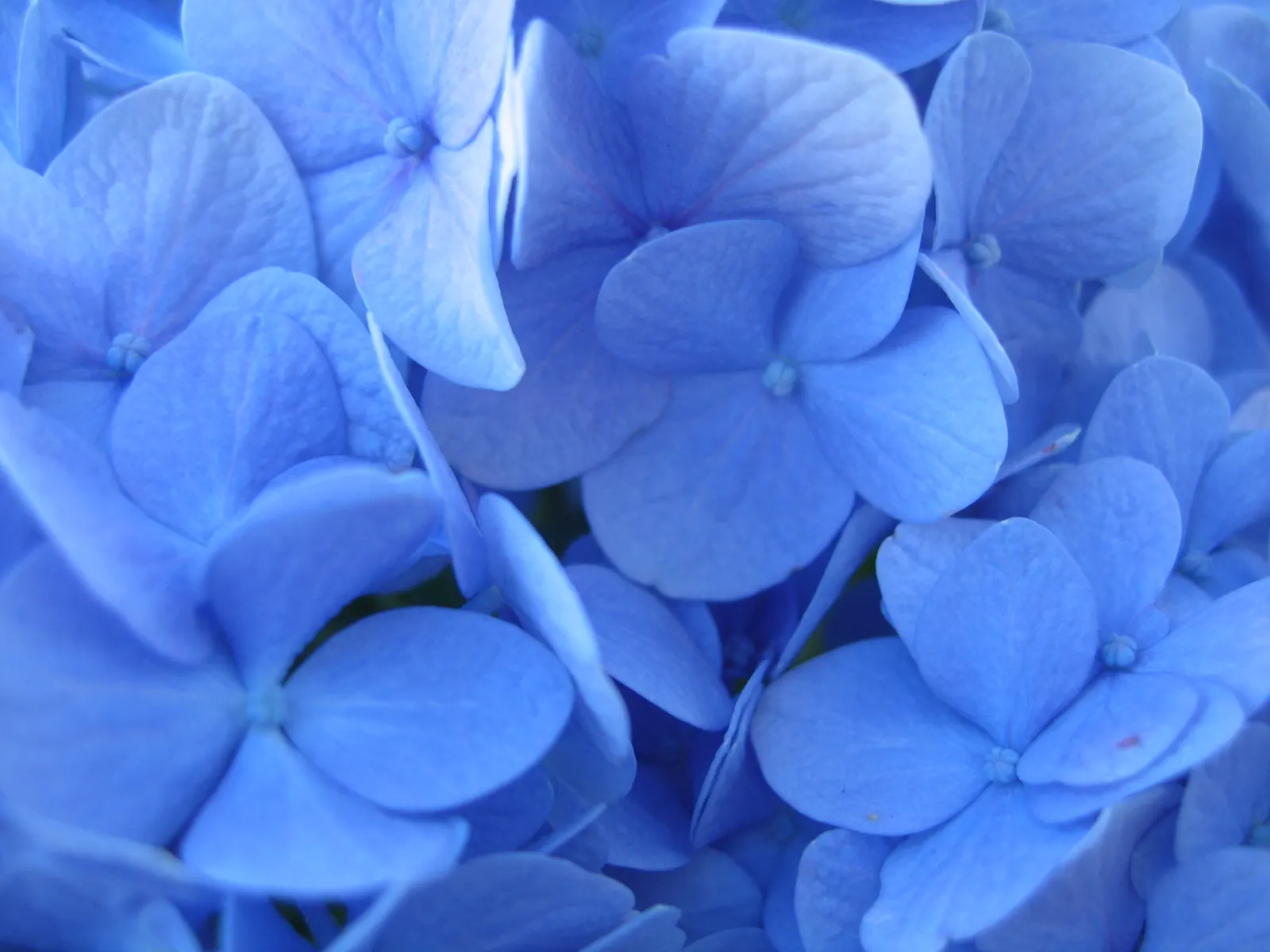 Nikko Blue Hydrangea (Hydrangea Macrophylla 'Nikko Blue') — which can span up to 12 inches in diameter