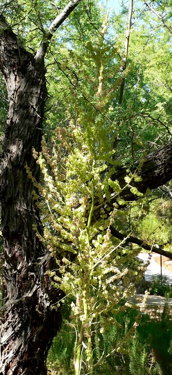 Sacahuista (Nolina microcarpa) — native to the southwestern United States; its cream-colored blooms add subtle elegance in late spring
