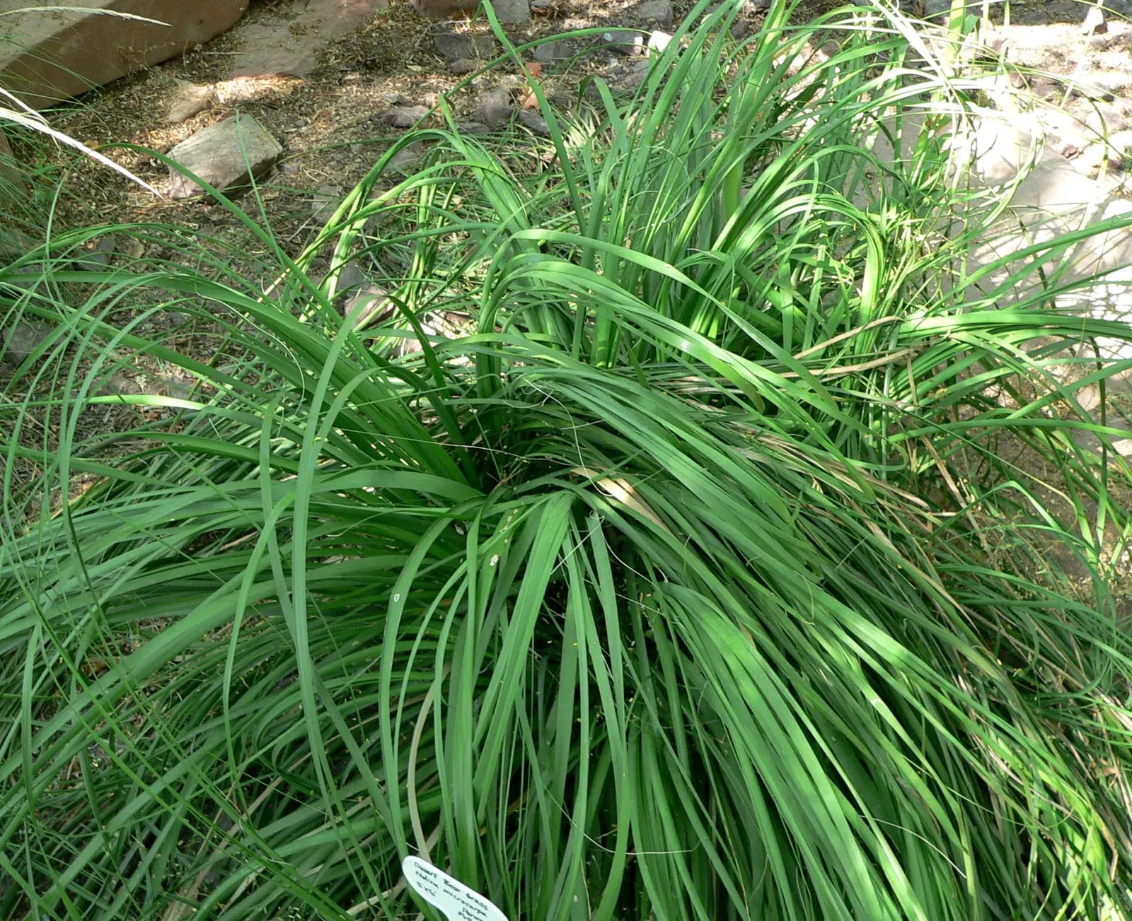 Sacahuista (Nolina microcarpa) — consider its need for full sun and well-drained soil