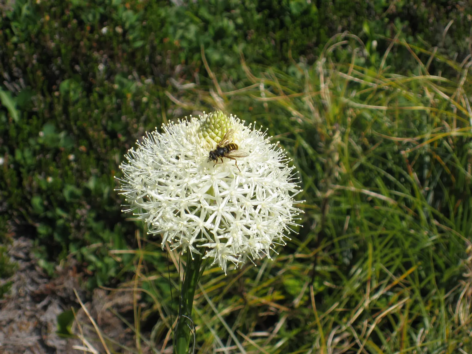 Sacahuista (Nolina microcarpa) — and a flowering stalk that can tower up to 5 feet tall