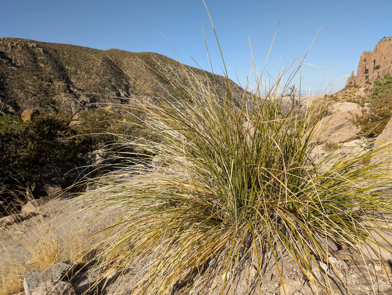 Sacahuista (Nolina microcarpa) — reaching 3-4 feet in length