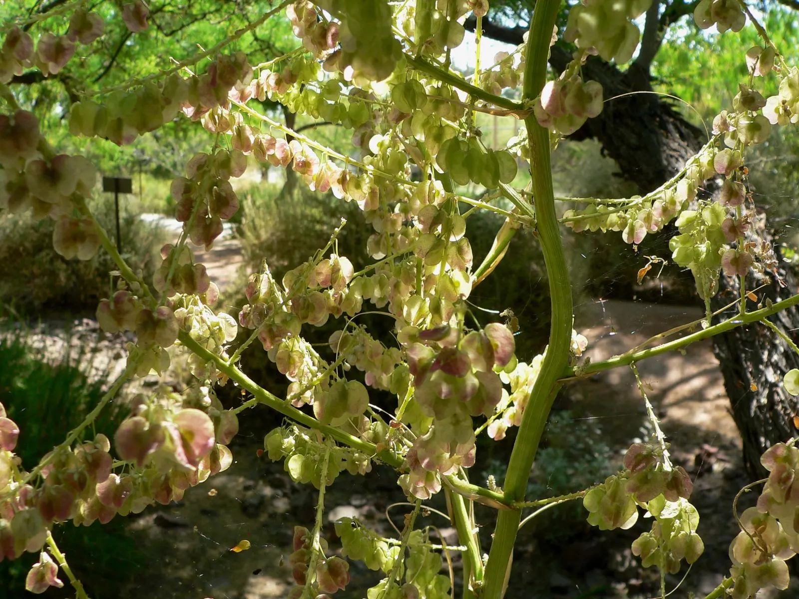 Sacahuista (Nolina microcarpa) — and a flowering stalk that can tower up to 5 feet tall; sacahuista (Nolina microcarpa) is a robust, drought-tolerant