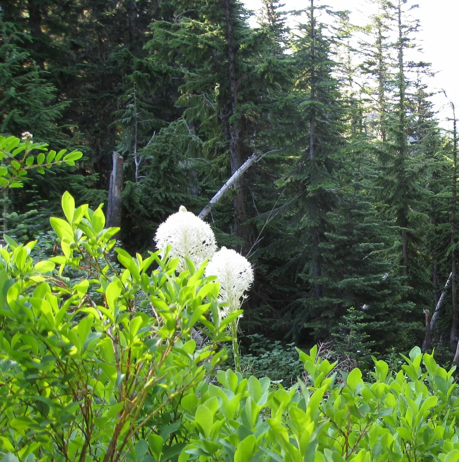 Sacahuista (Nolina microcarpa) — the Sacahuista produces tall