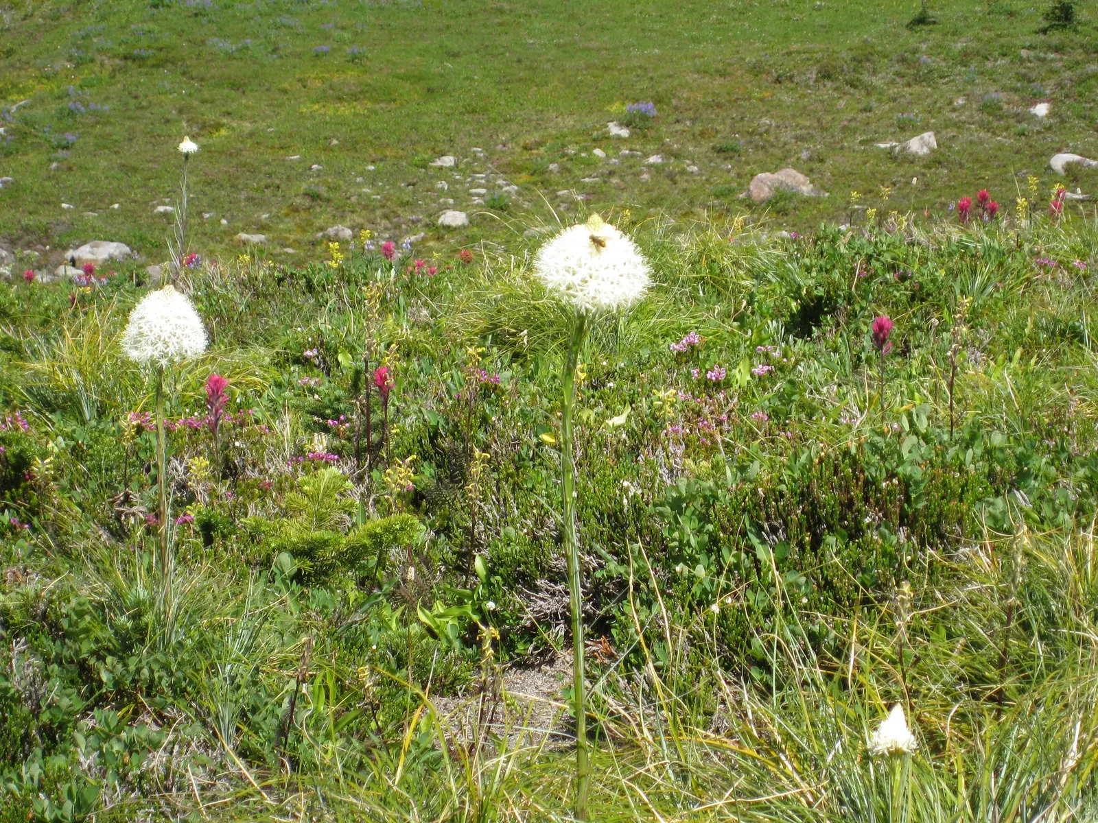 Sacahuista (Nolina microcarpa) — Its foliage forms a dense rosette that may spread across 3 to 6 feet with age