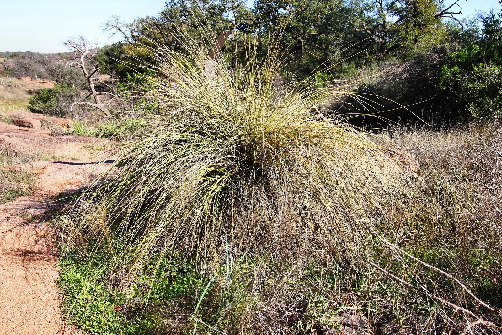 Sacahuista (Nolina microcarpa) — capable of withstanding hot and dry conditions typical of desert climates; showy flower spikes that can rise 4 to 6 feet above
