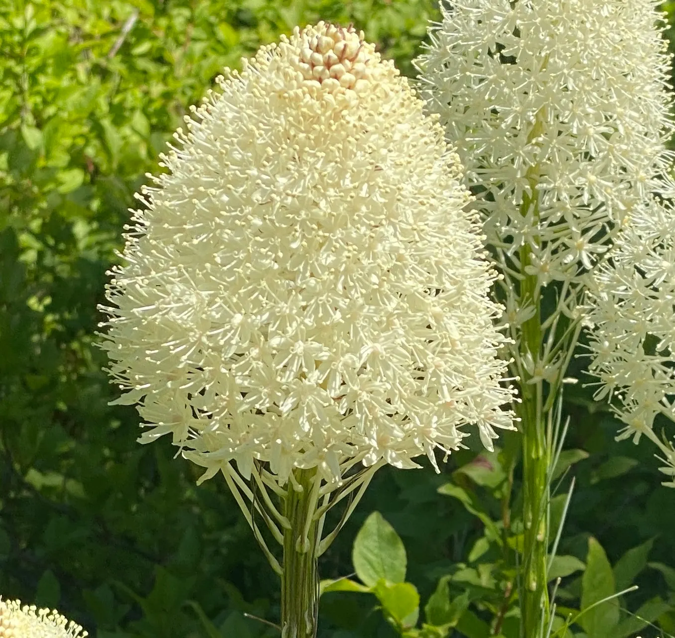 Sacahuista (Nolina microcarpa) — Providing both visual interest and habitat for native wildlife; lending a distinct texture and form to garden designs