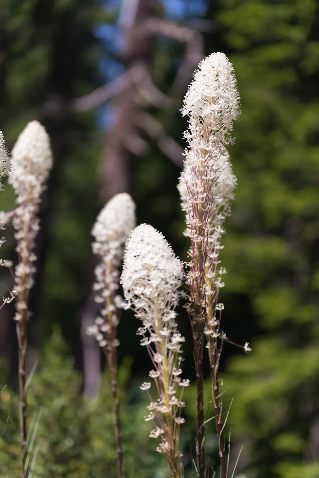 Sacahuista (Nolina microcarpa) — Sacahuista (Nolina microcarpa) is a robust, drought-tolerant perennial, thriving in zones 7-10; and a flowering stalk that can