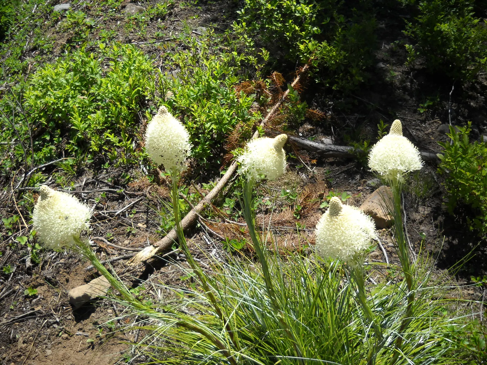 Sacahuista (Nolina microcarpa) — the Sacahuista produces tall; this hardy plant prefers full sun and well-drained soils