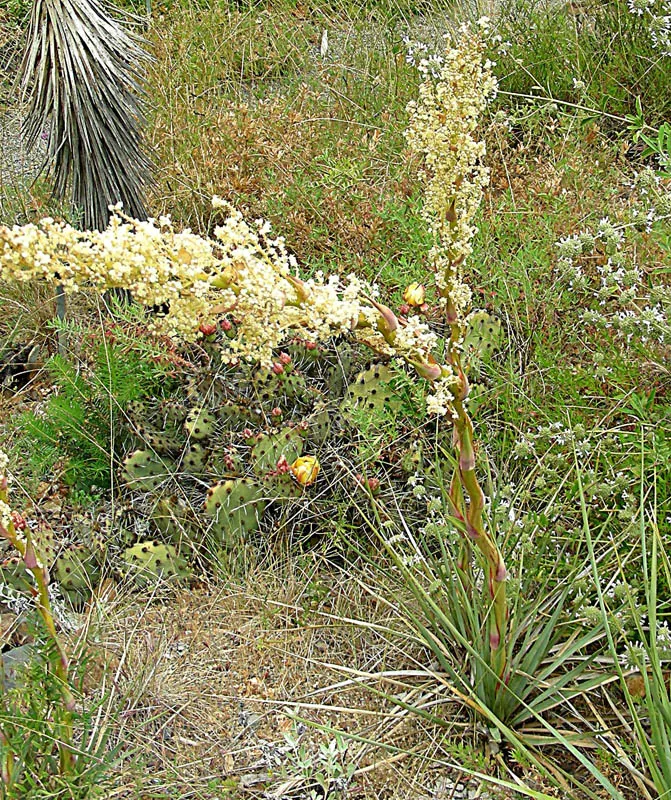 Sacahuista (Nolina microcarpa) — It features a rosette of narrow