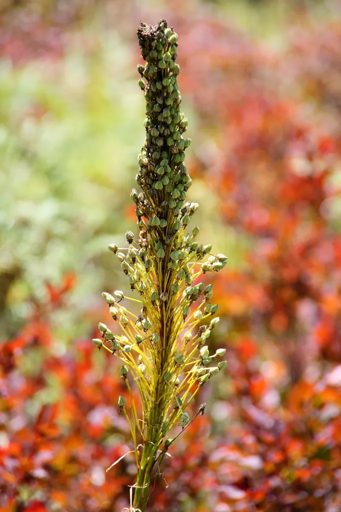 Sacahuista (Nolina microcarpa) — grass-like leaves that can reach lengths of up to 4 feet