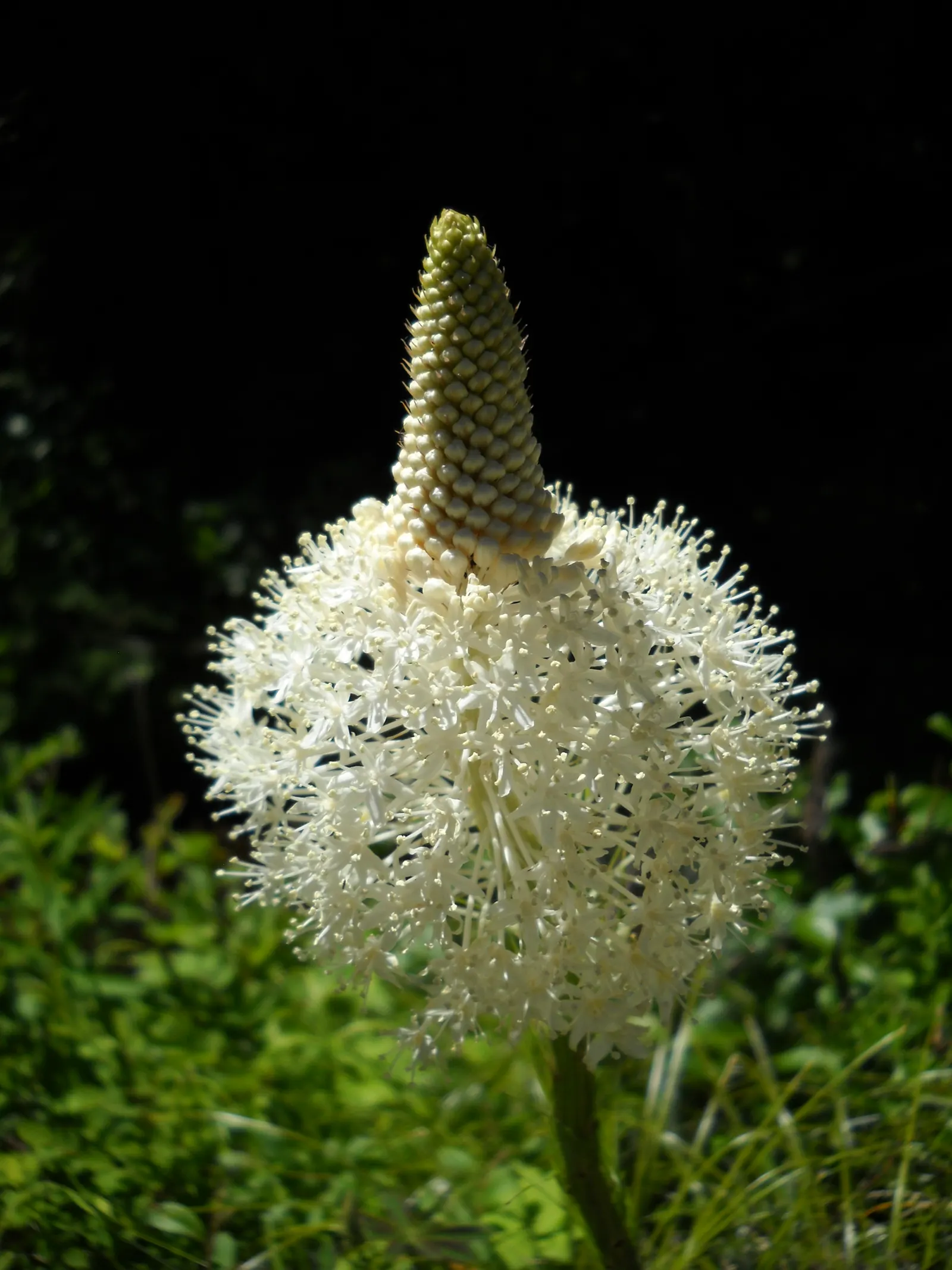 Sacahuista (Nolina microcarpa) — dry capsules containing seeds