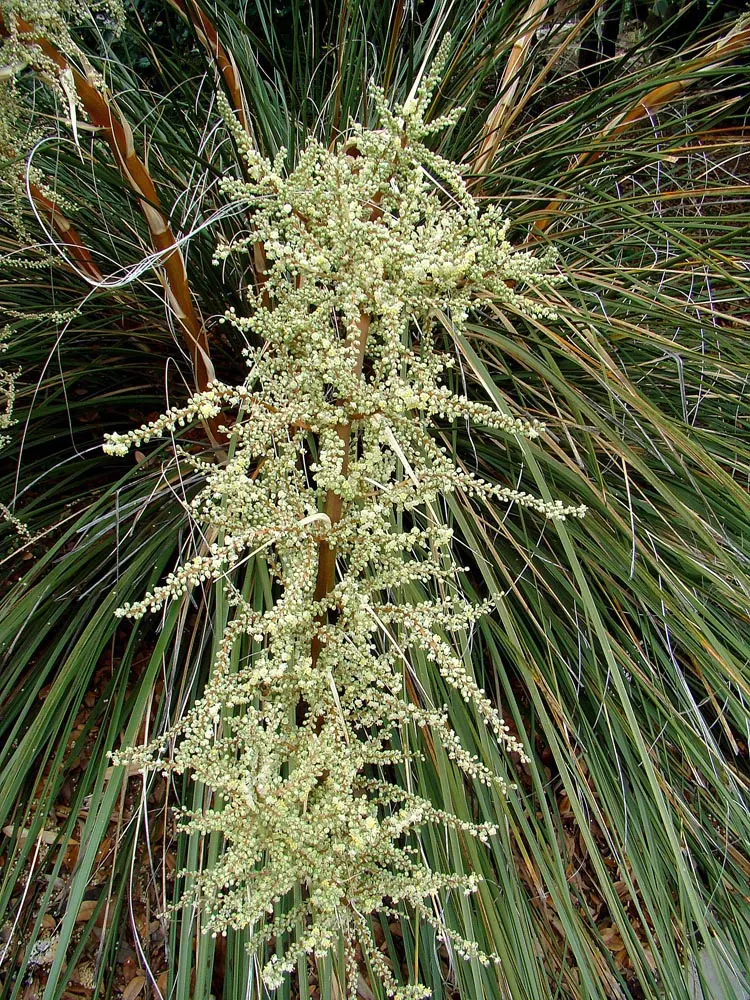 Sacahuista (Nolina microcarpa) — clustered on branched panicles and are followed by tiny